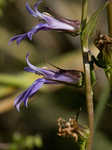 Downy Lobelia